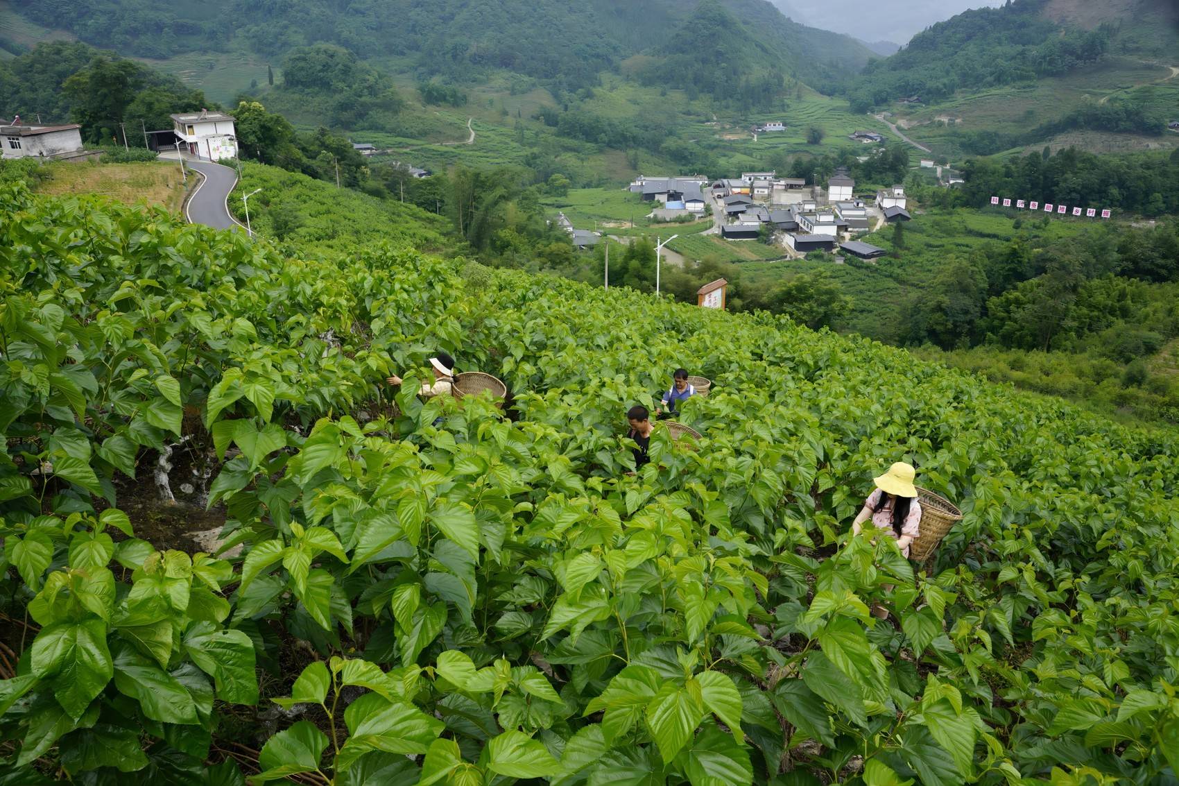 Workers gathering mulberry leaves in a green hillside farming community