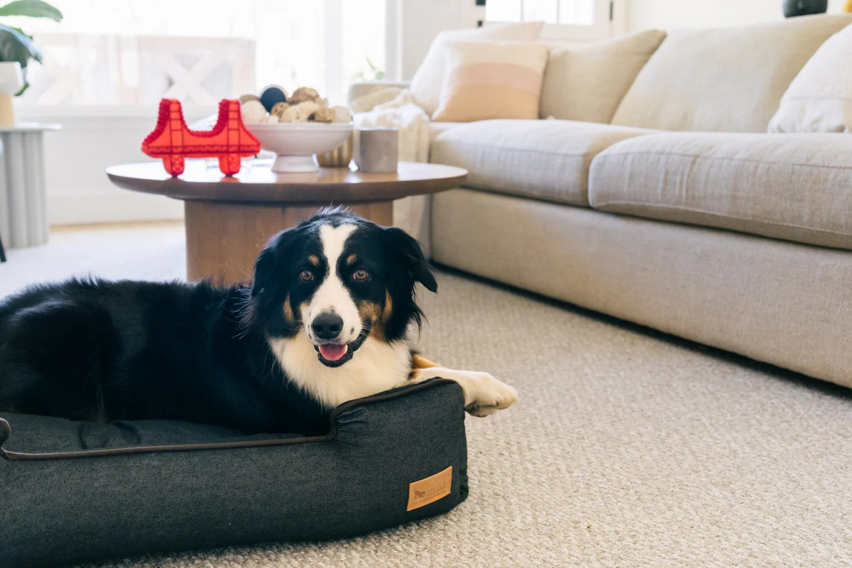 A pet bed designed to fit naturally into a stylish home