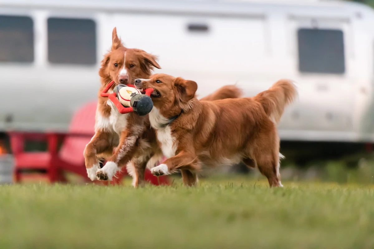 Pet toys and enrichment items for an organized pet-friendly home